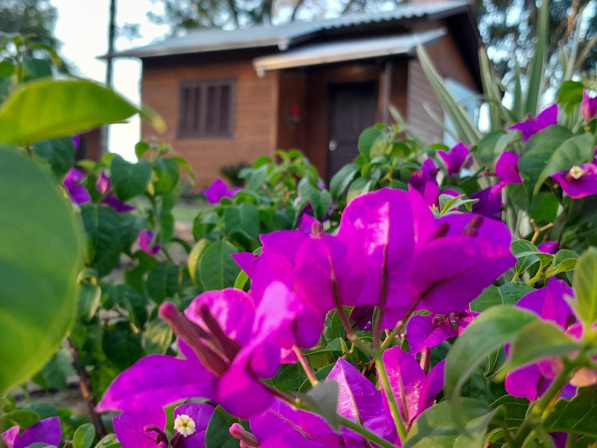 Cabanas Dos Pinheiros São Francisco de Paula 객실 사진