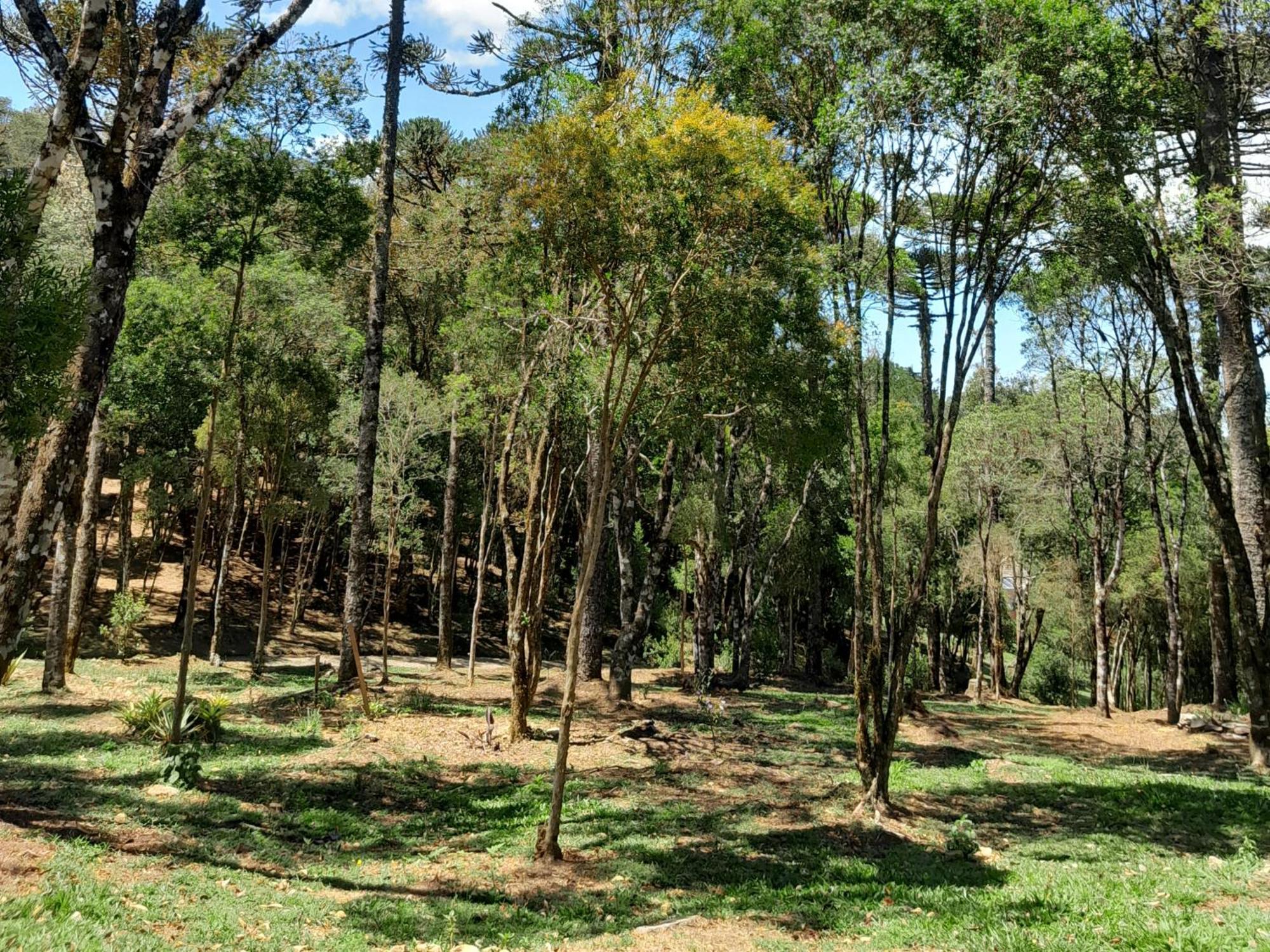Cabanas Dos Pinheiros São Francisco de Paula 객실 사진